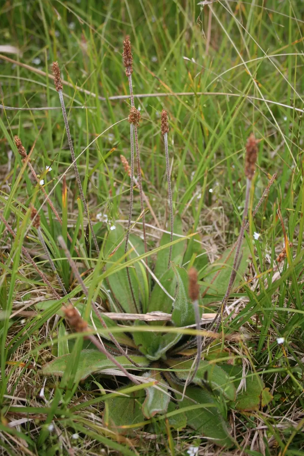 Plantago Udicola Native Plant (Plantago udicola)