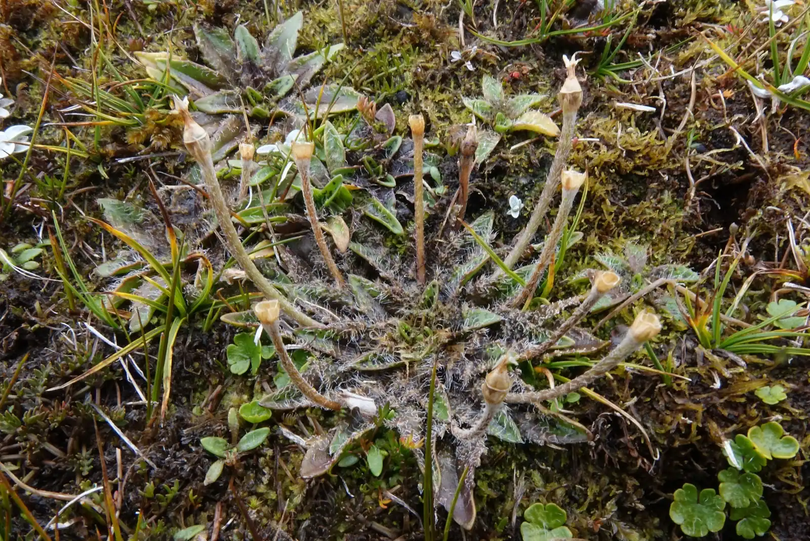 Plantago Unibracteata Native Plant (Plantago unibracteata)