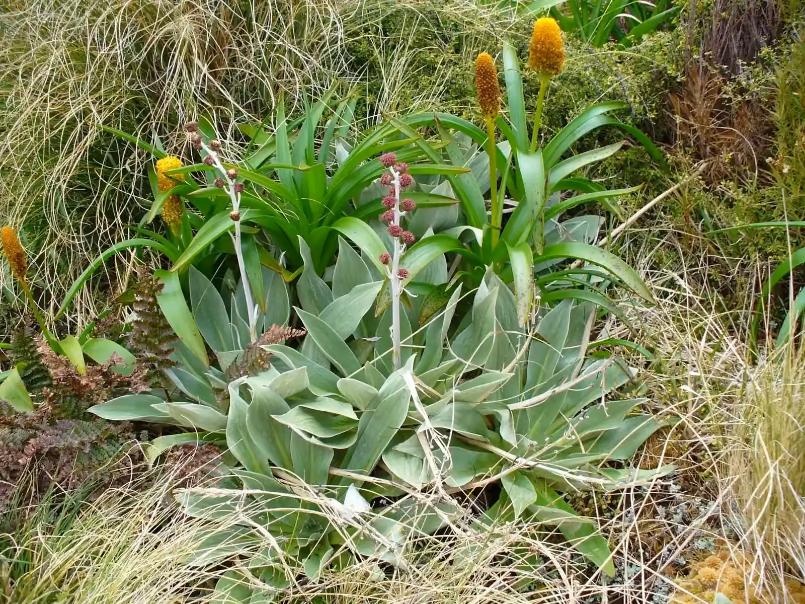Pleurophyllum Hookeri Native Plant (Pleurophyllum hookeri)