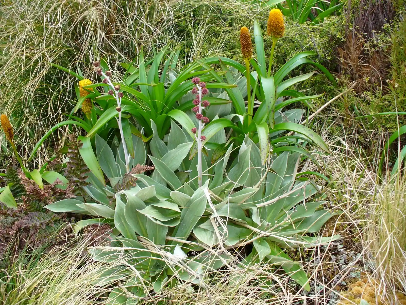 Pleurophyllum Hookeri Native Plant (Pleurophyllum hookeri)