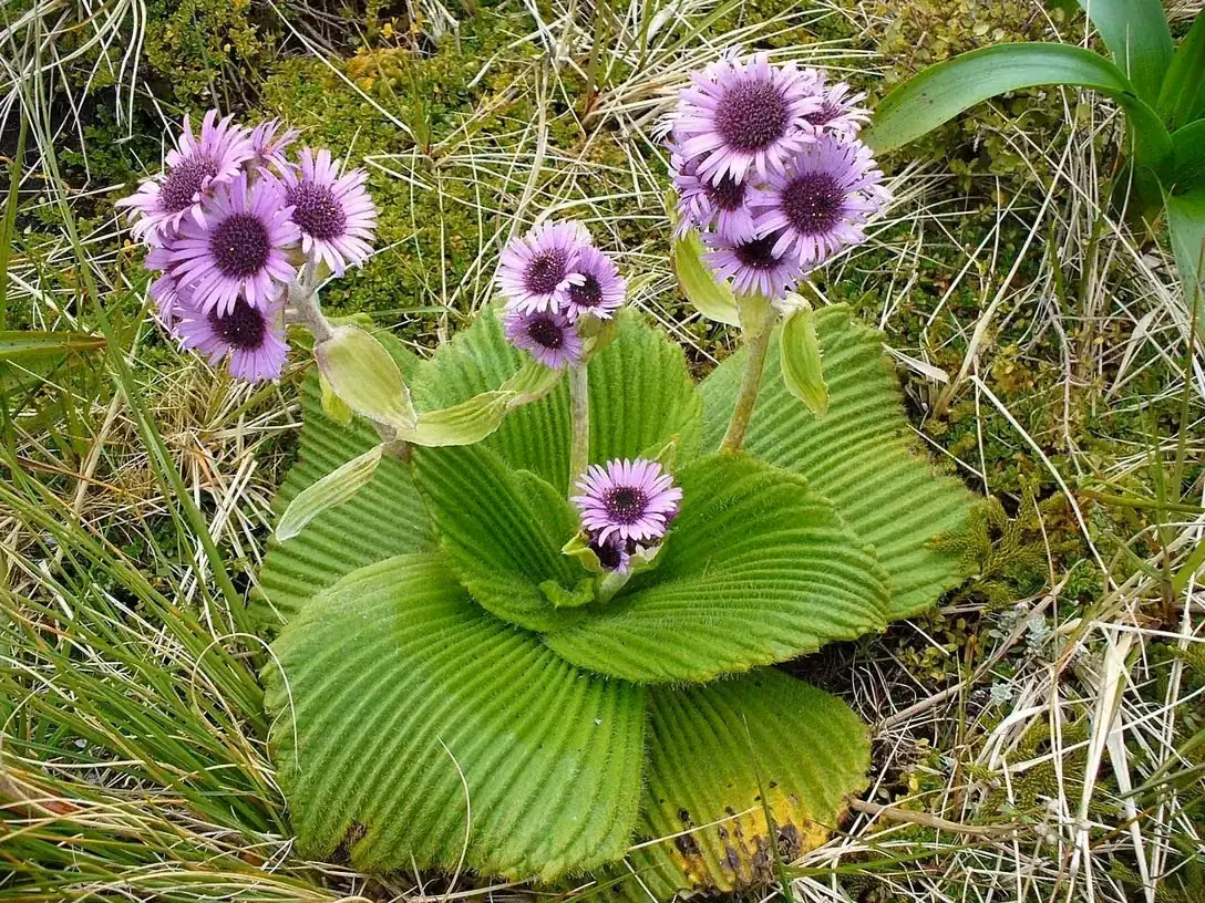 Campbell Island Daisy