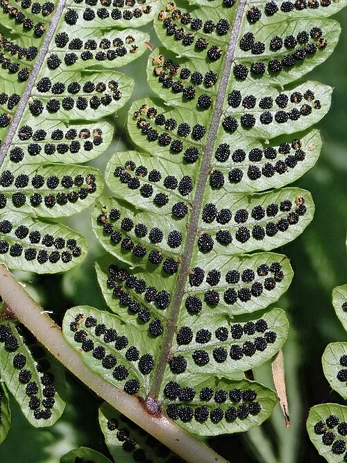 Feather Fern (Pneumatopteris pennigera)