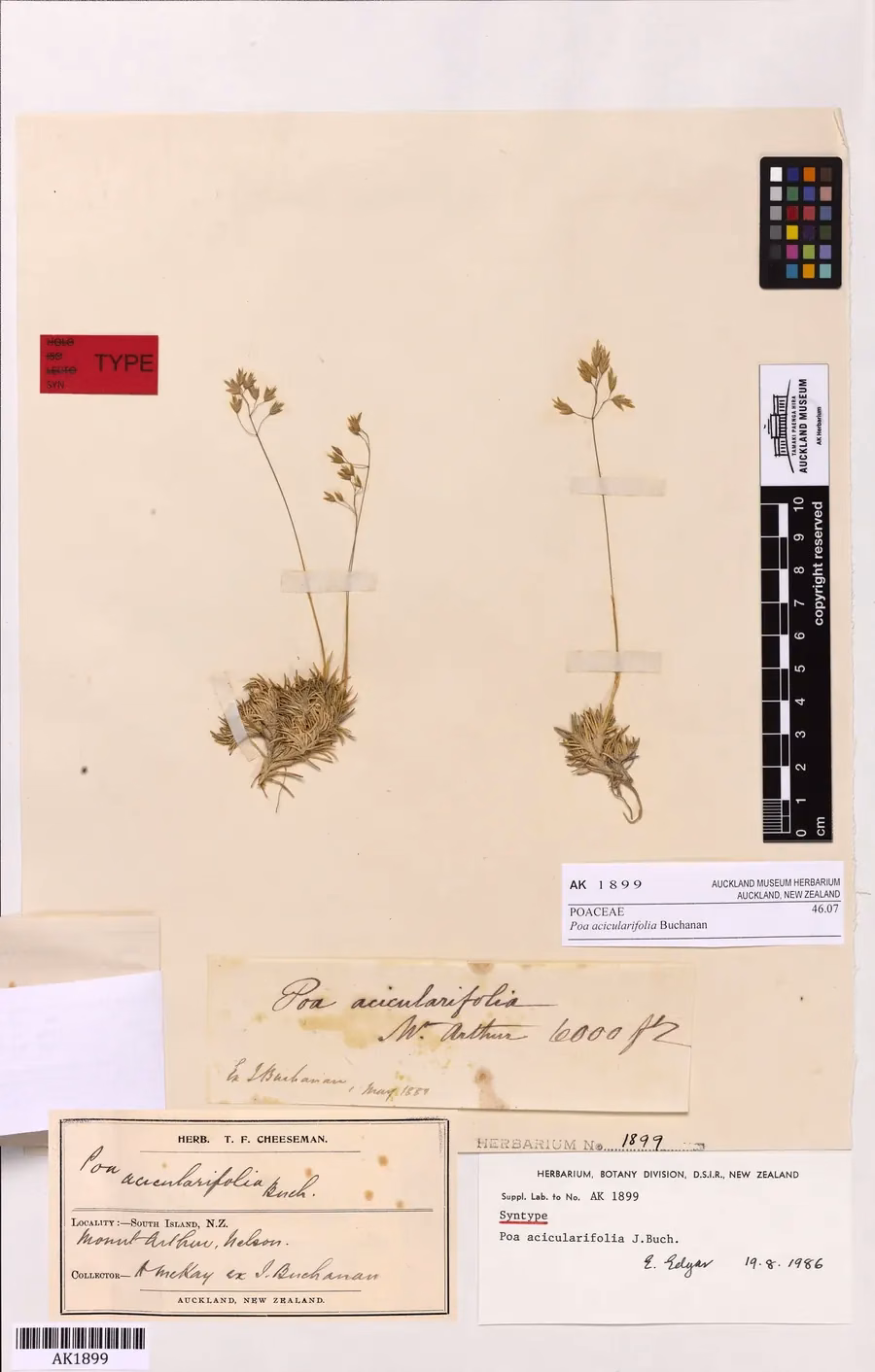 Poa Acicularifolia Grass (Poa acicularifolia)