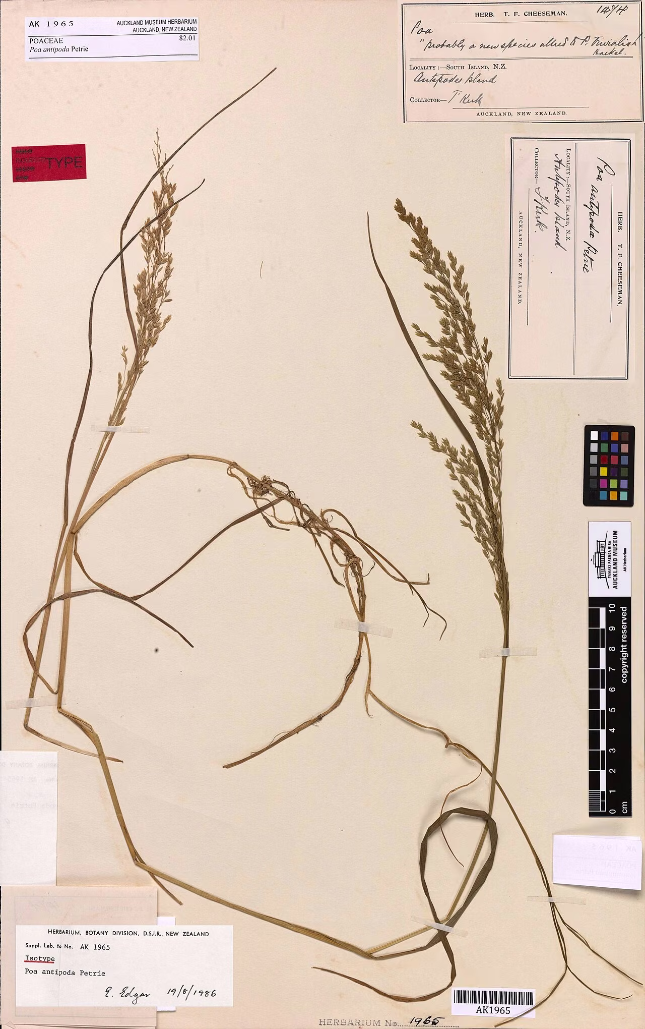 Poa antipoda (Poa antipoda)