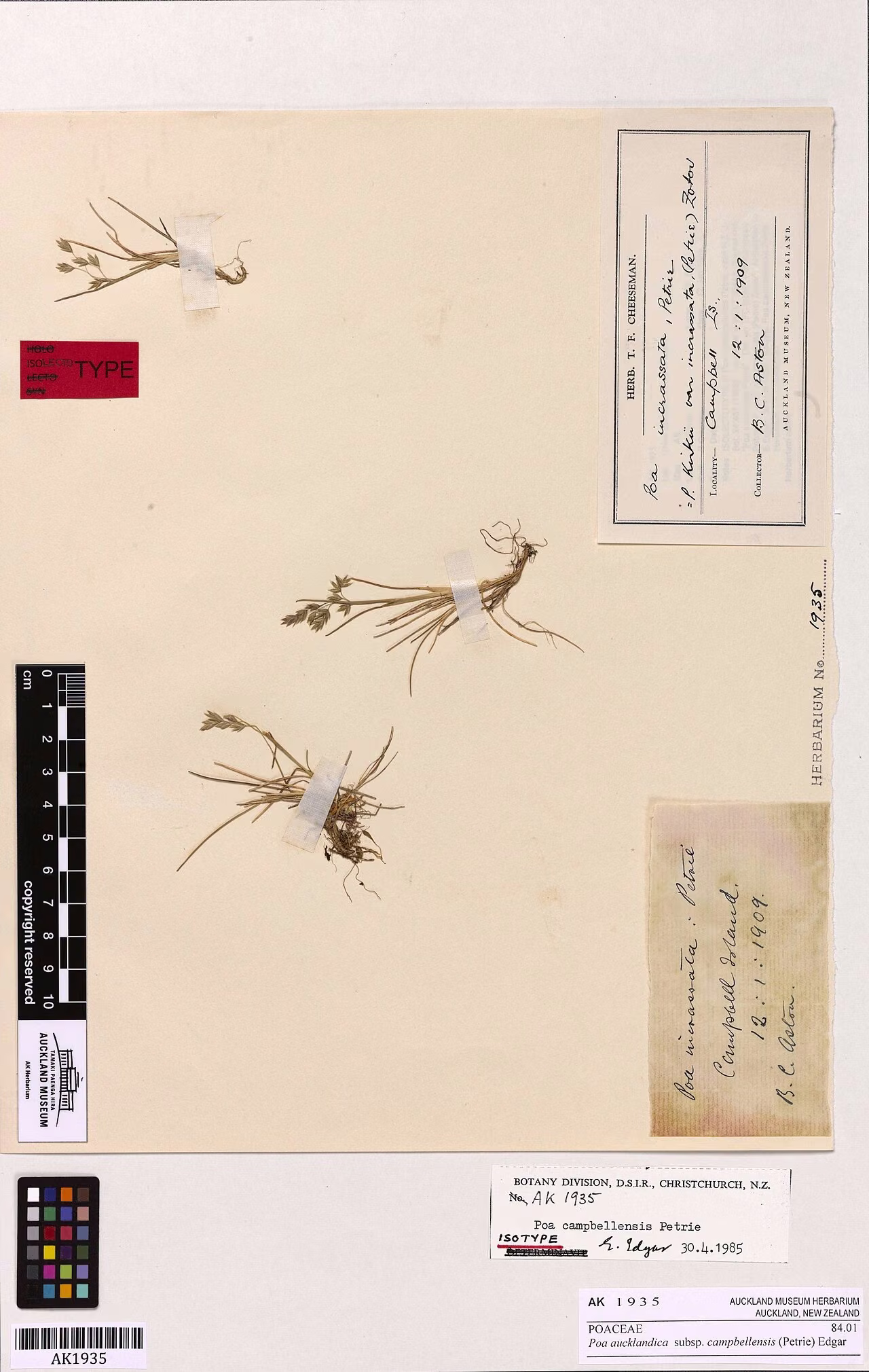 Poa aucklandica subsp. campbellensis (Poa aucklandica subsp. campbellensis)