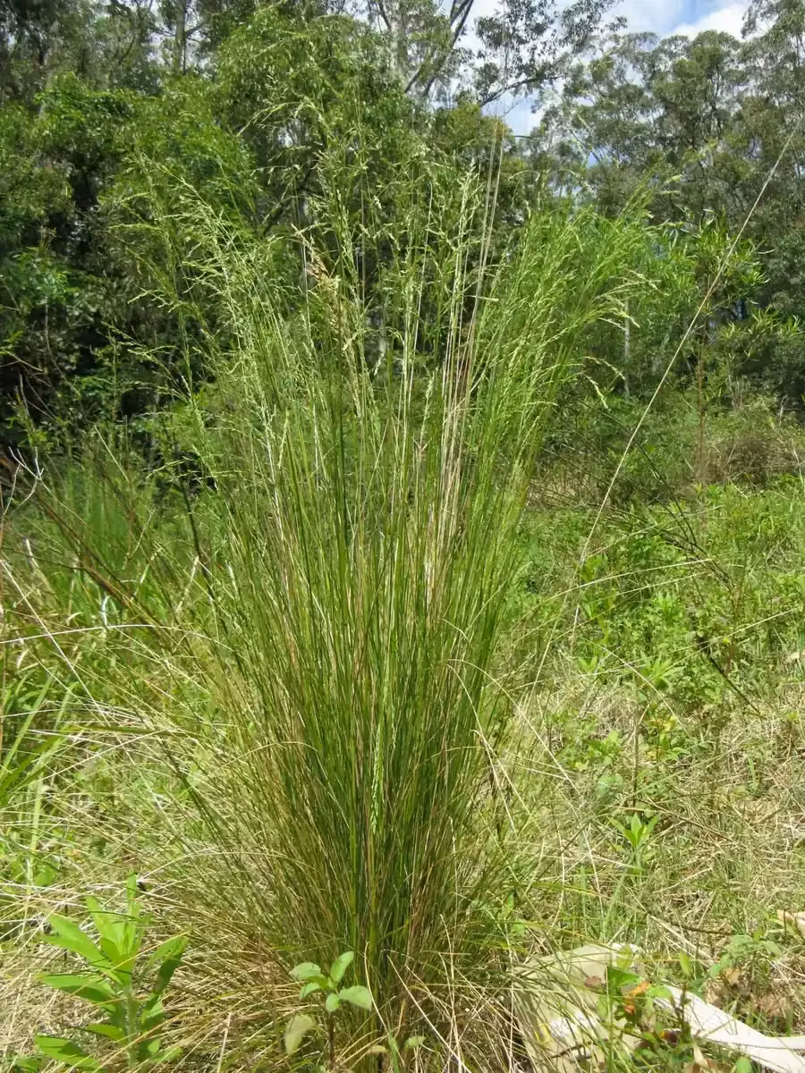 Sand Tussock (Poa billardierei)