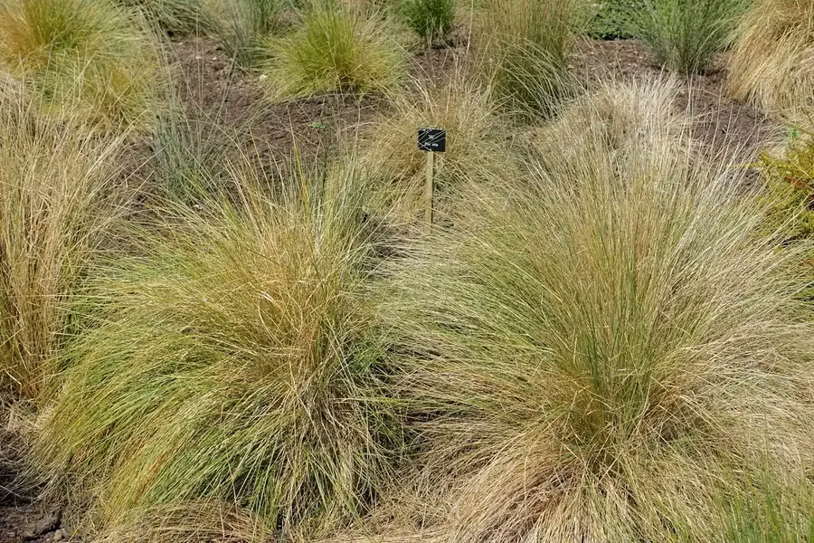 Silver Tussock (Poa cita)