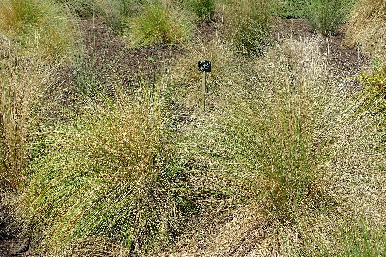 Silver Tussock (Poa cita) showing its characteristic dense, silvery tussock form and graceful arching blades