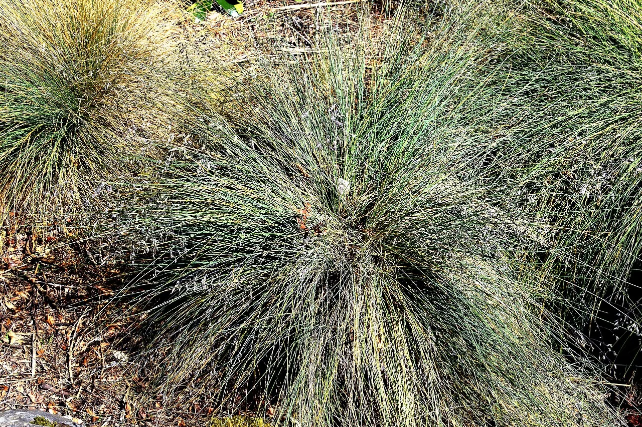 Blue Tussock (Poa colensoi) showing its characteristic compact, blue-green tussock form and narrow leaves