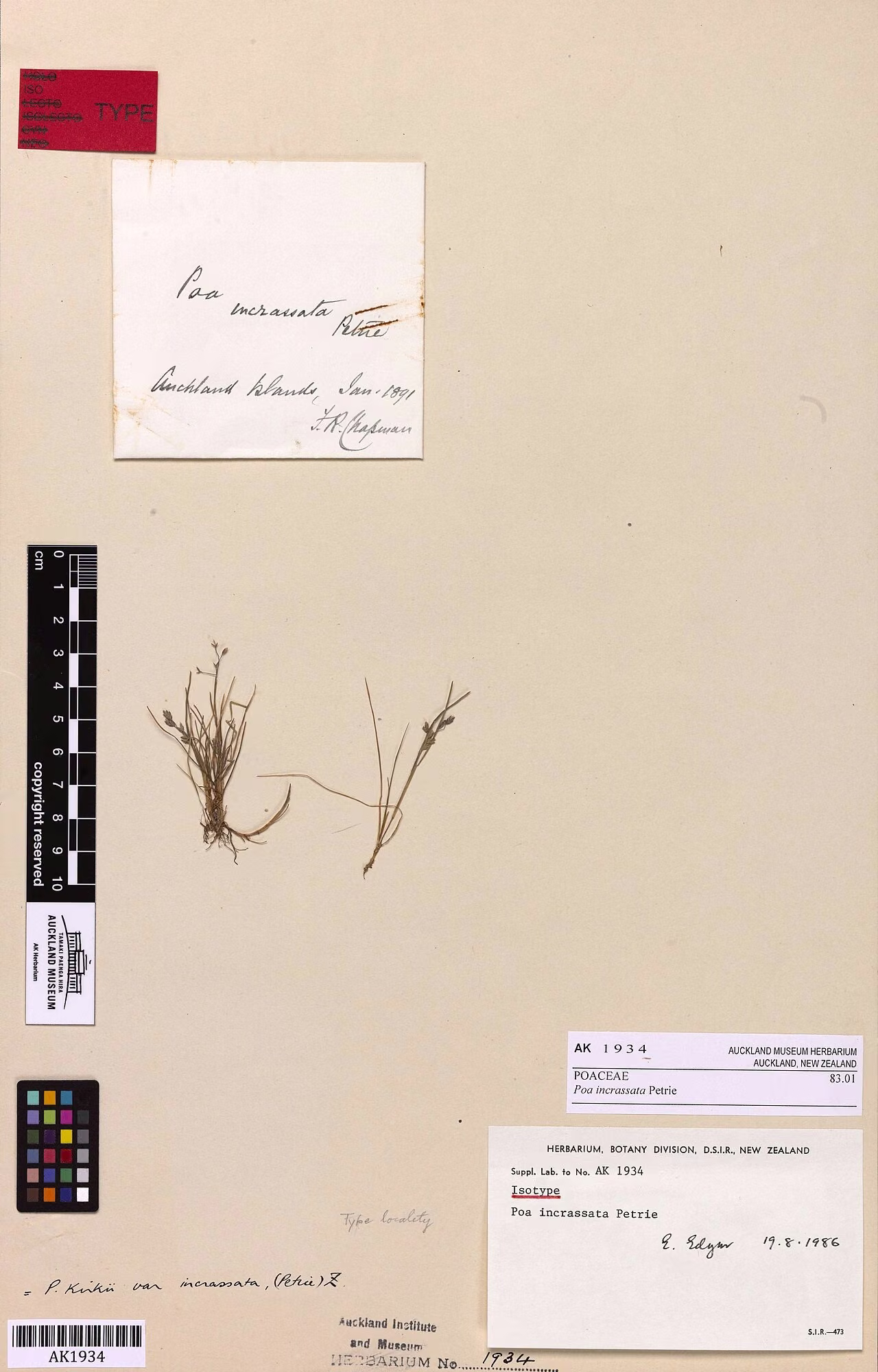 Poa incrassata (Poa incrassata)