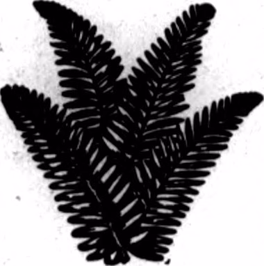 Poa maia (Poa maia)