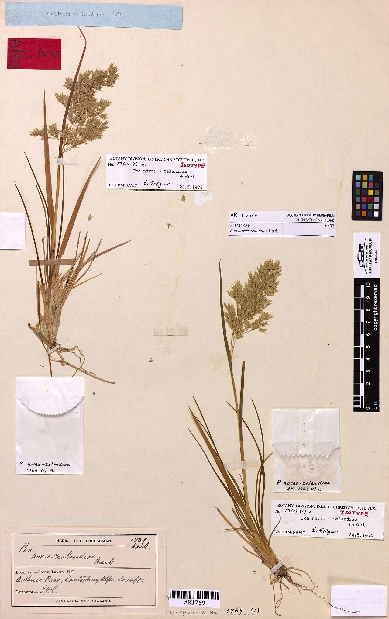 Poa novae zelandiae (Poa novae zelandiae)