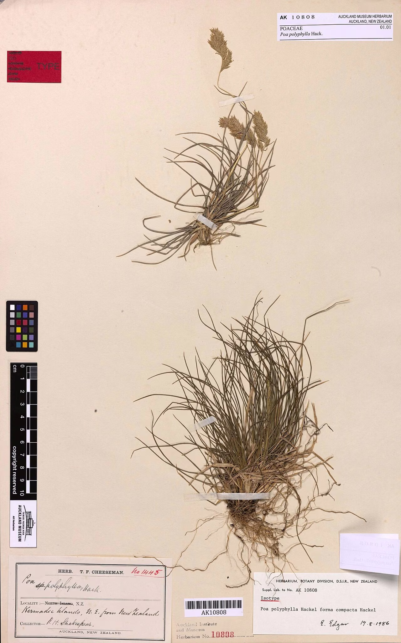 Poa polyphylla (Poa polyphylla)