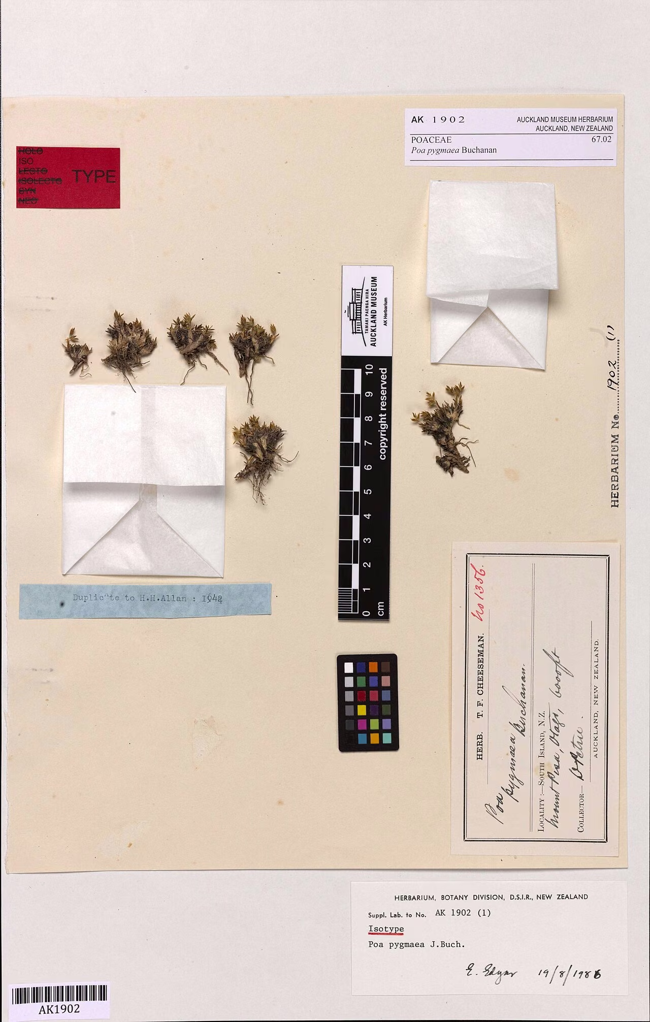 Poa pygmaea (Poa pygmaea) hero image