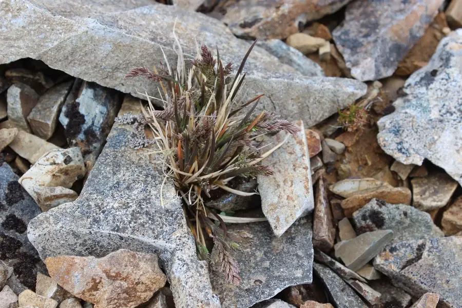 Poa Subvestita Grass (Poa subvestita)