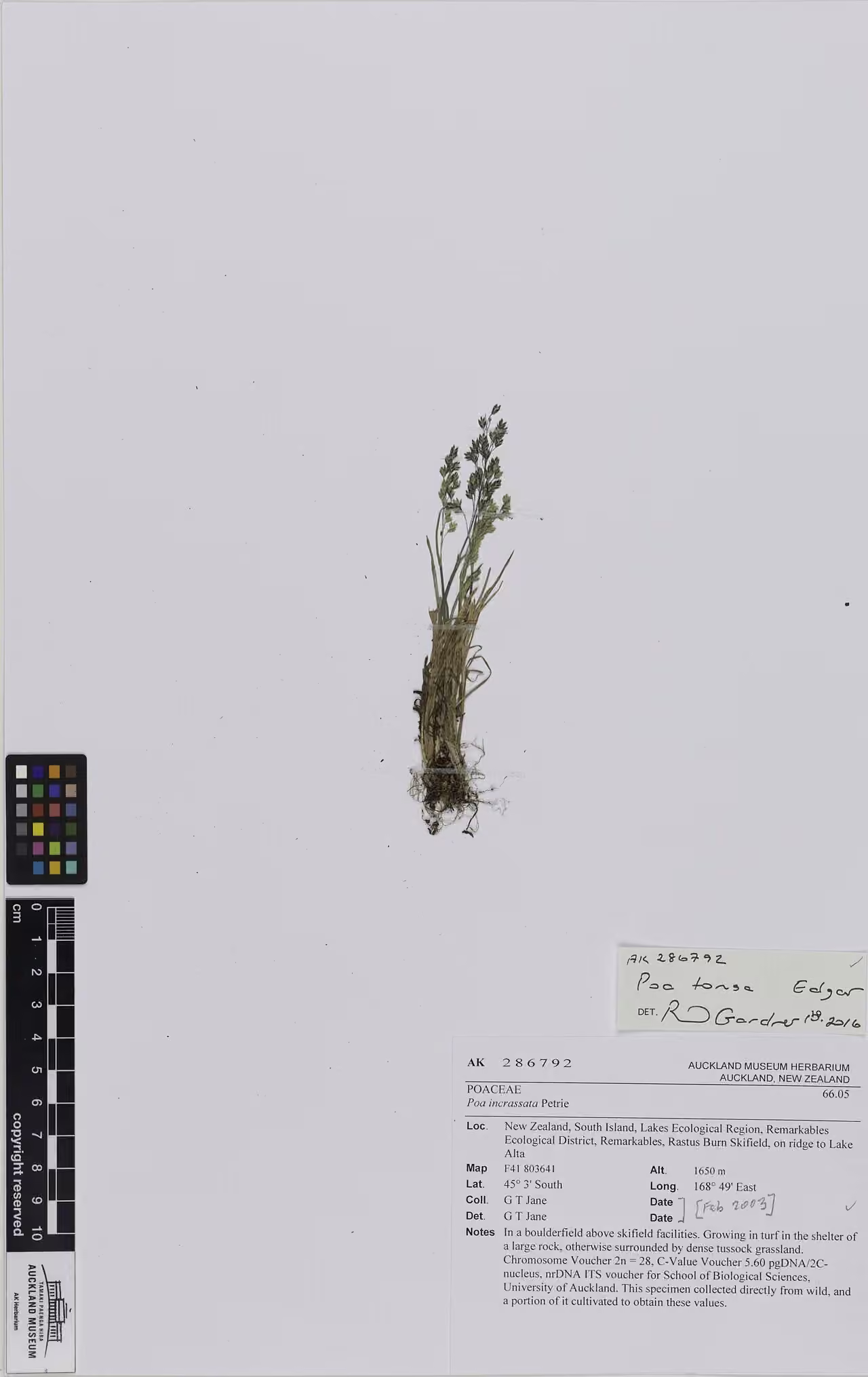 Poa tonsa (Poa tonsa)