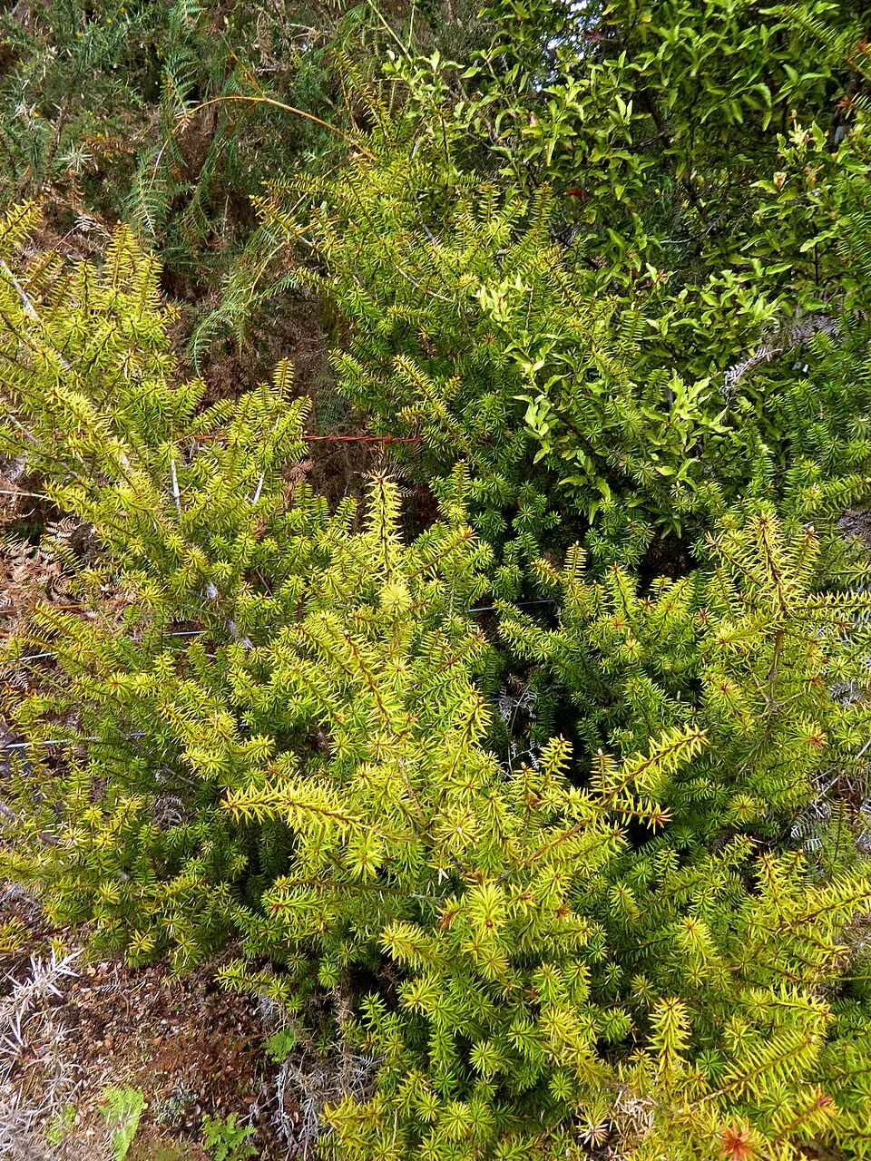 Podocarpus acutifolius with narrow foliage