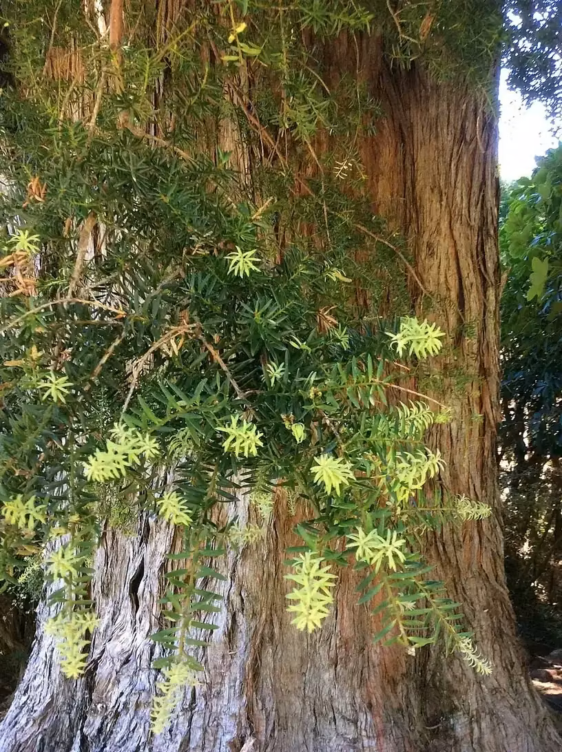 Hall's Totara (Podocarpus hallii)