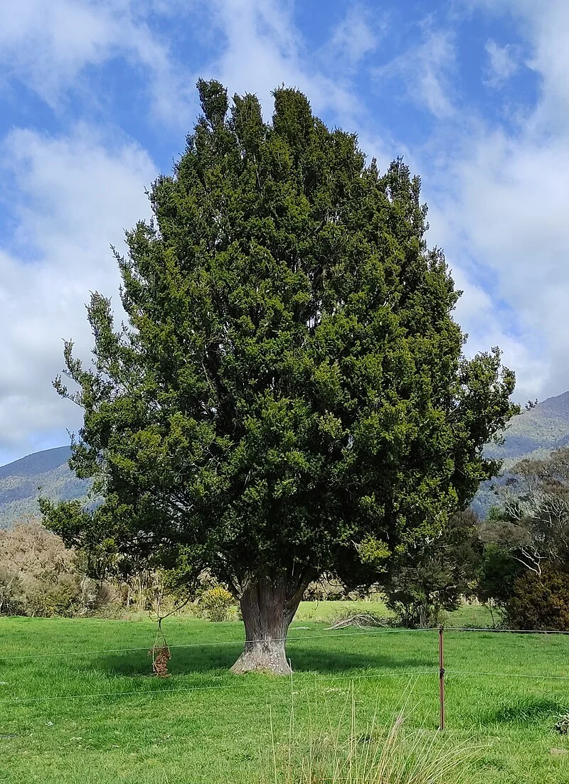 Mountain Tōtara (Podocarpus laetus) showing its dense branching and linear leaves in montane habitat