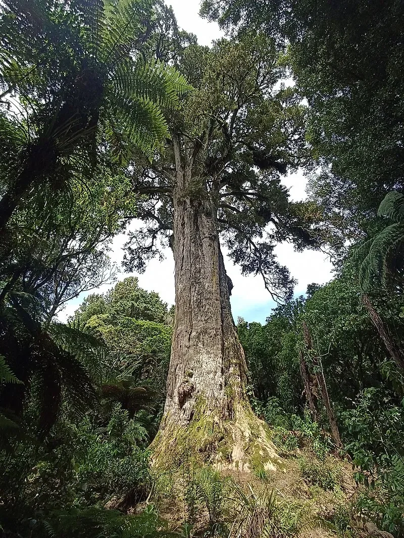 Tōtara hero image