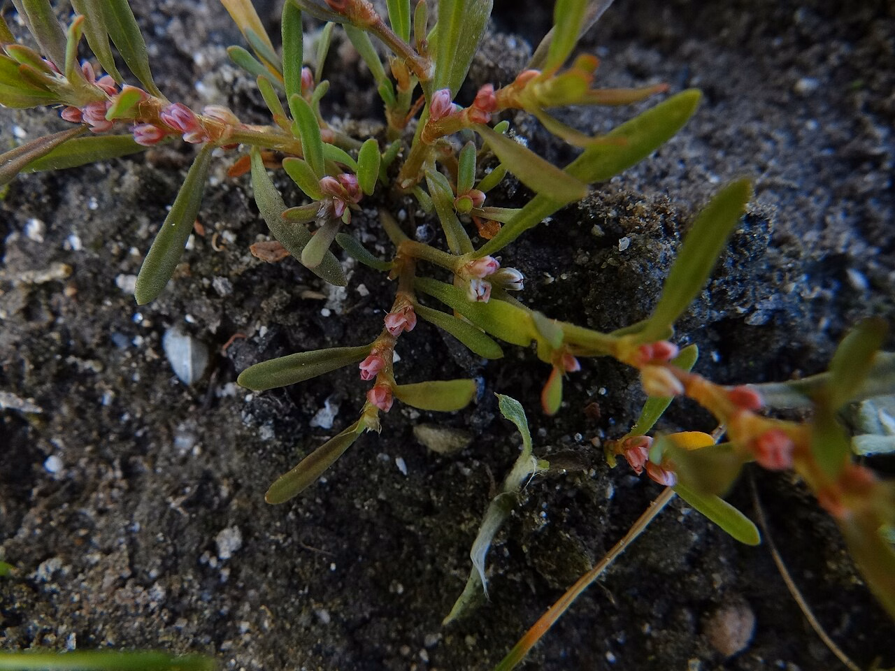 Polygonum plebeium (Polygonum plebeium) hero image