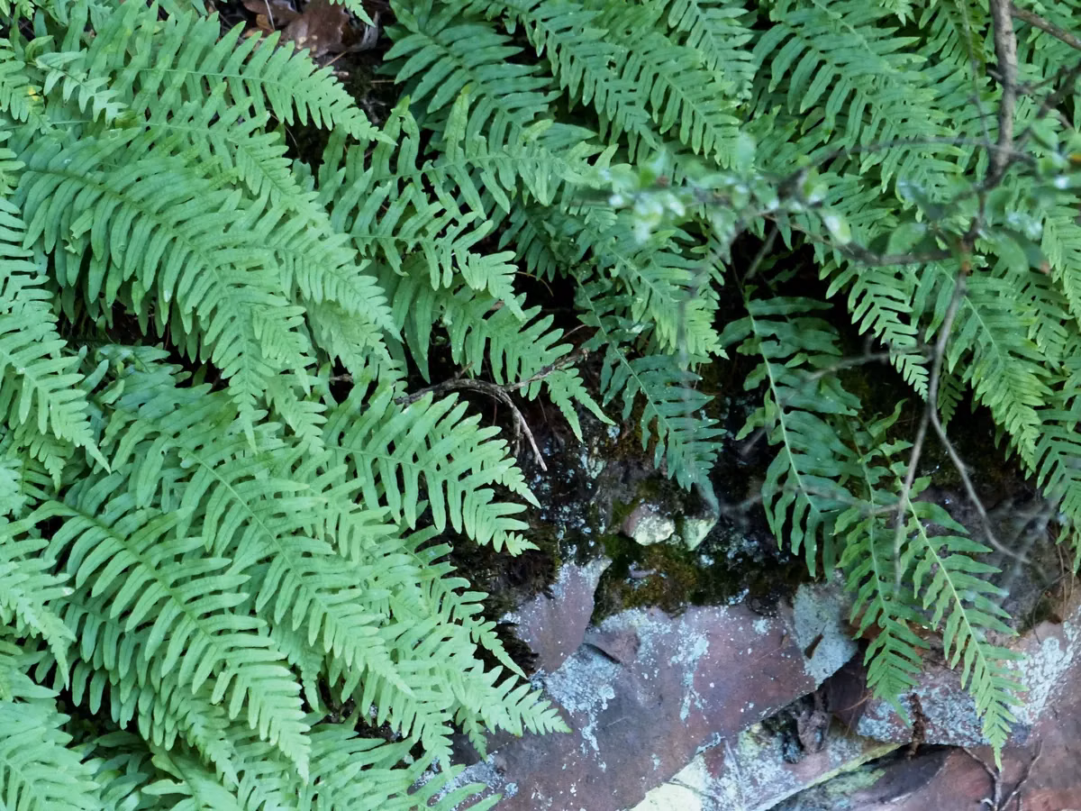 Common Polypody (Polypodium vulgare) showing deeply divided green fronds with round rusty sori on a creeping rhizome