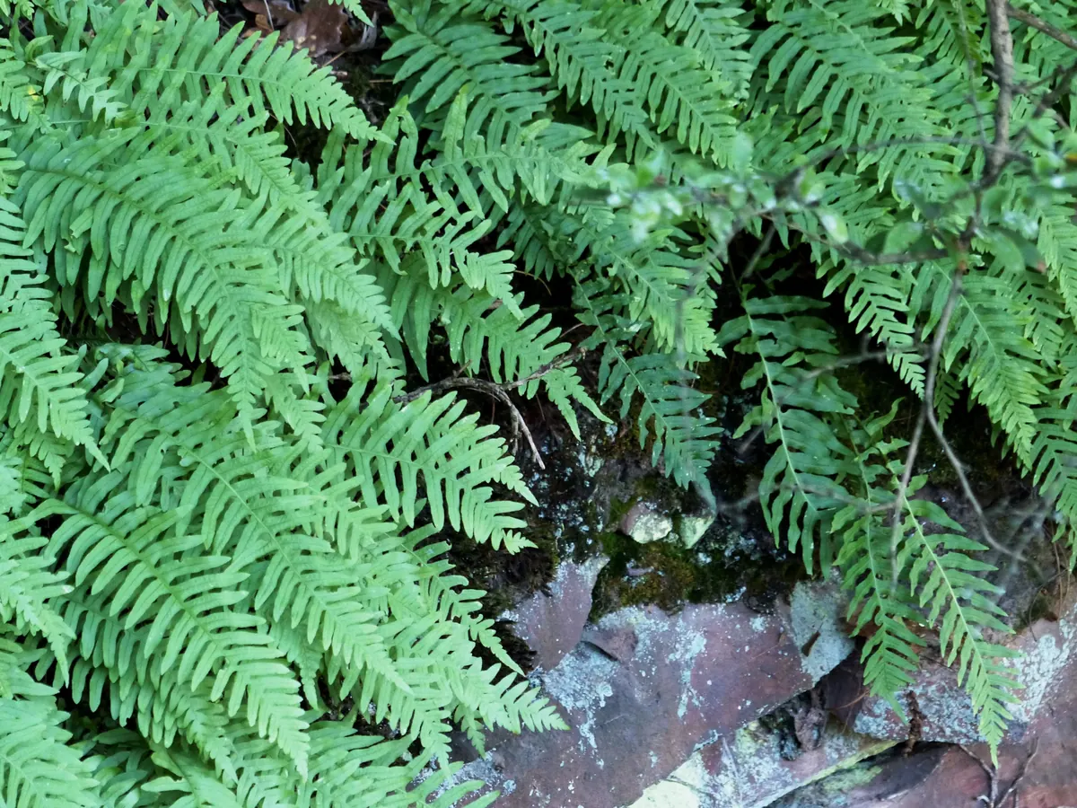 Common Polypody (Polypodium vulgare) showing deeply divided green fronds with round rusty sori on a creeping rhizome