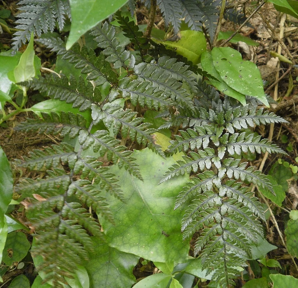 Polystichum Richardii