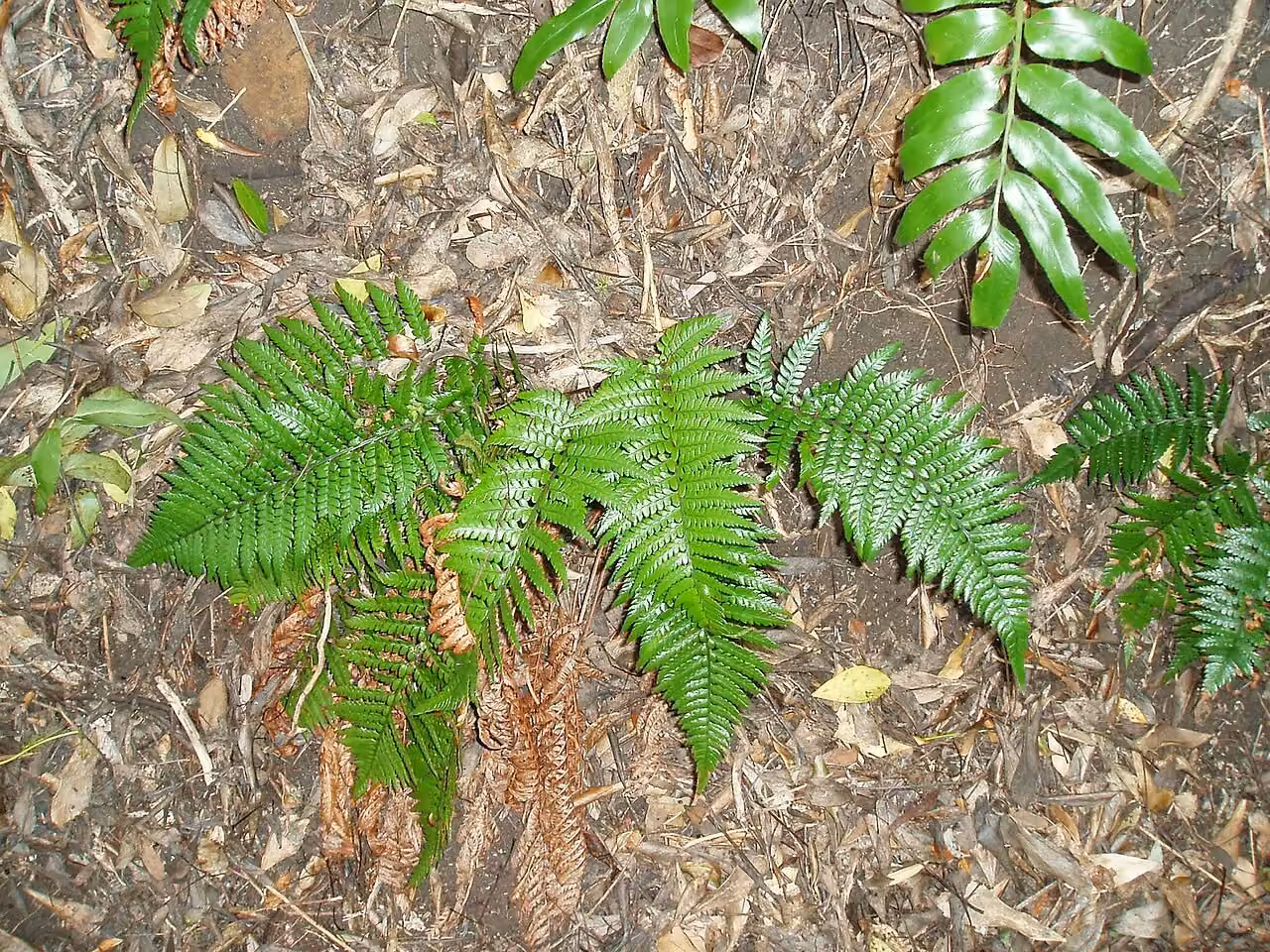 Polystichum wawranum (Polystichum wawranum)