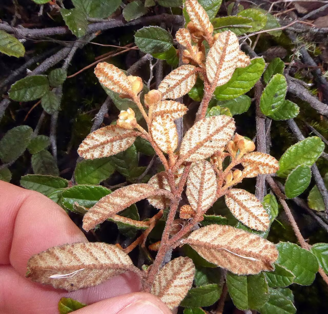 Pomaderris edgerleyi (Pomaderris edgerleyi)