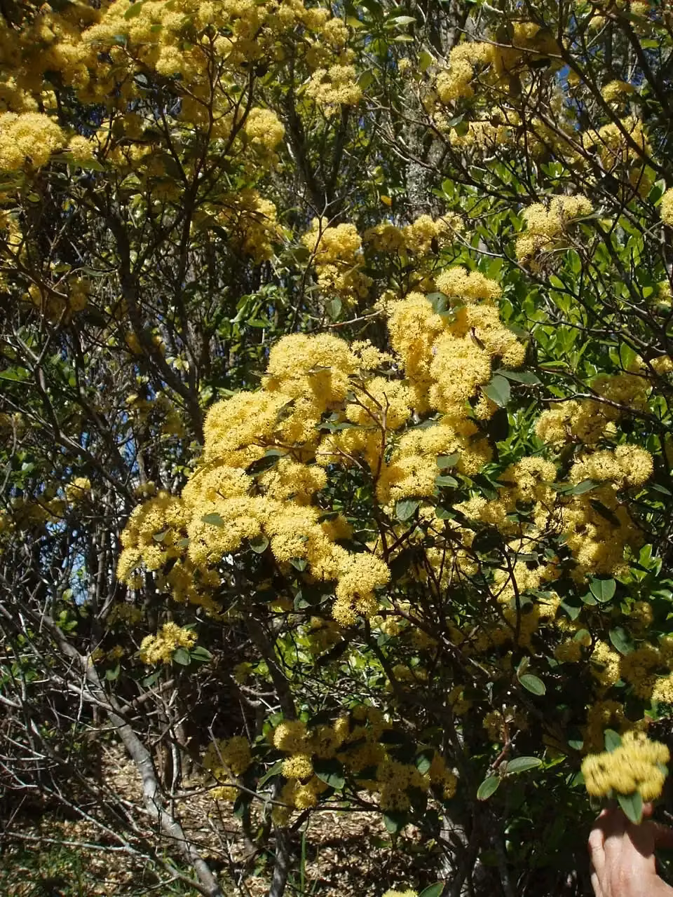 Pale-Flowered Kūmarahou (Pomaderris hamiltonii)