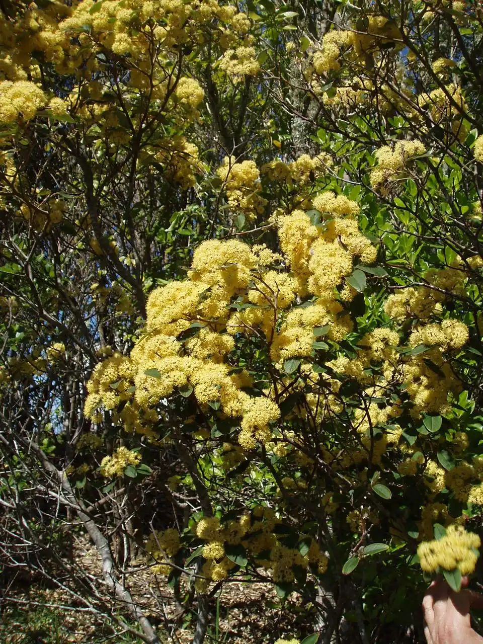 Pale-Flowered Kūmarahou (Pomaderris hamiltonii) showing upright shrub with finely toothed leaves and pale clustered flowers