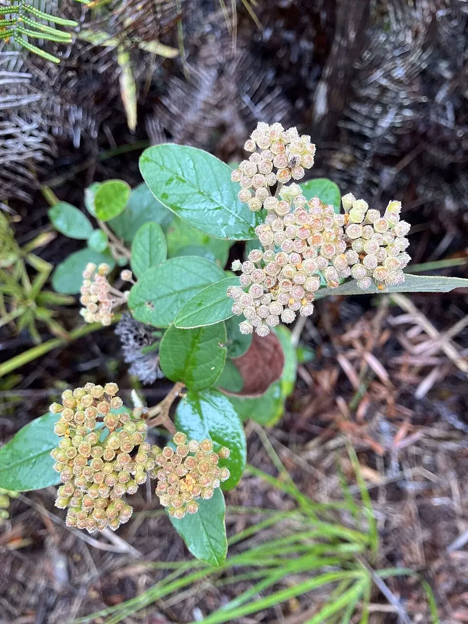 Kūmarahou (Pomaderris kumeraho)