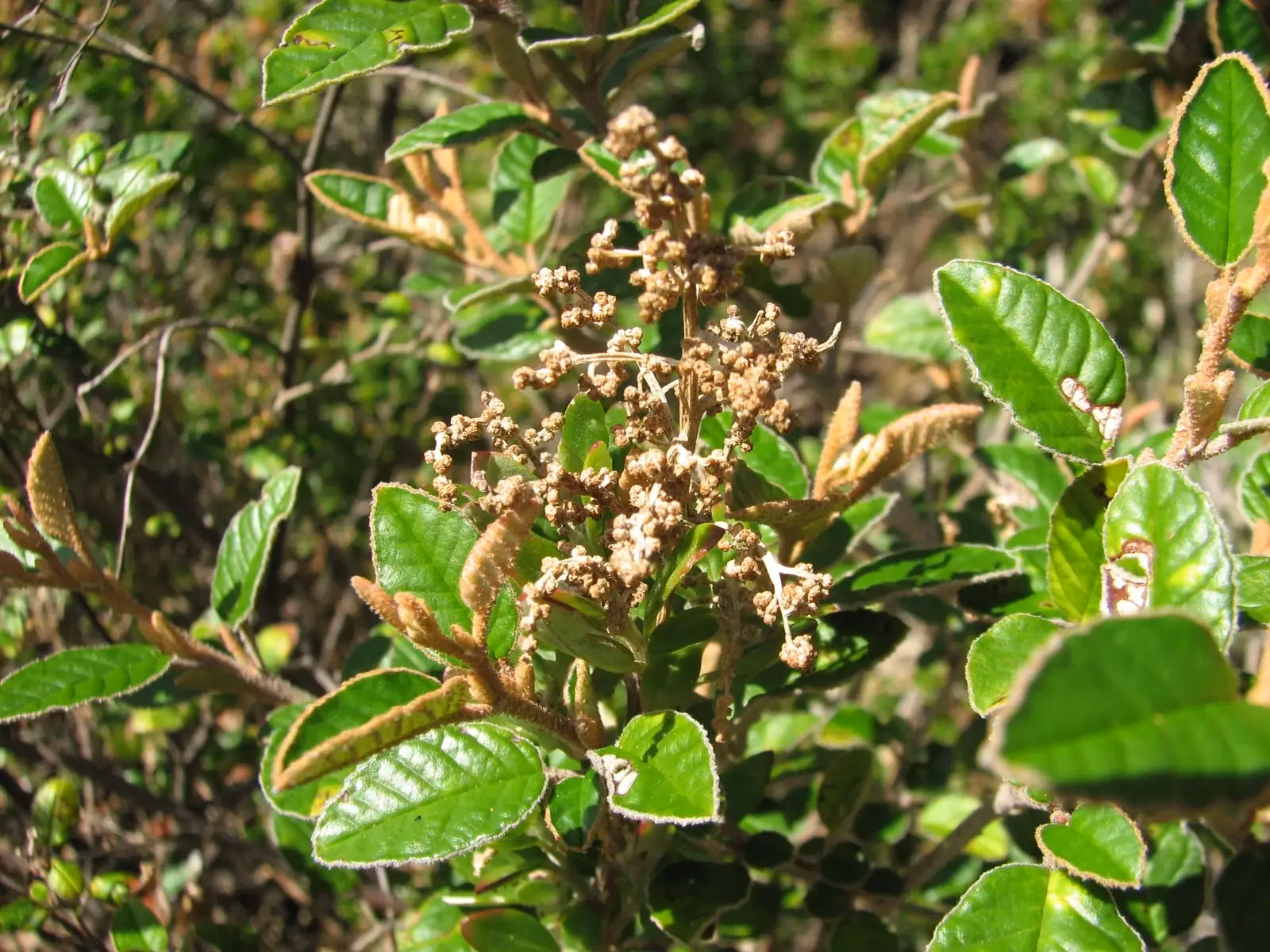 Pomaderris Paniculosa Native Plant (Pomaderris paniculosa)