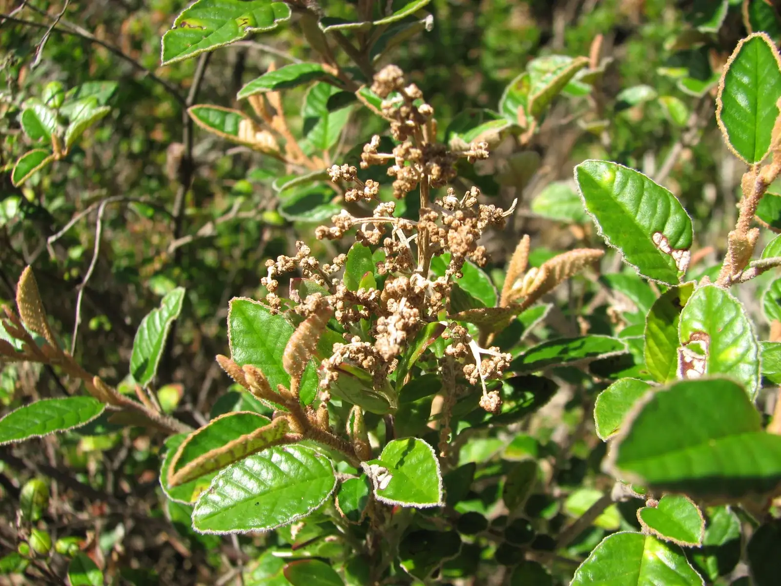 Pomaderris Paniculosa Native Plant (Pomaderris paniculosa)