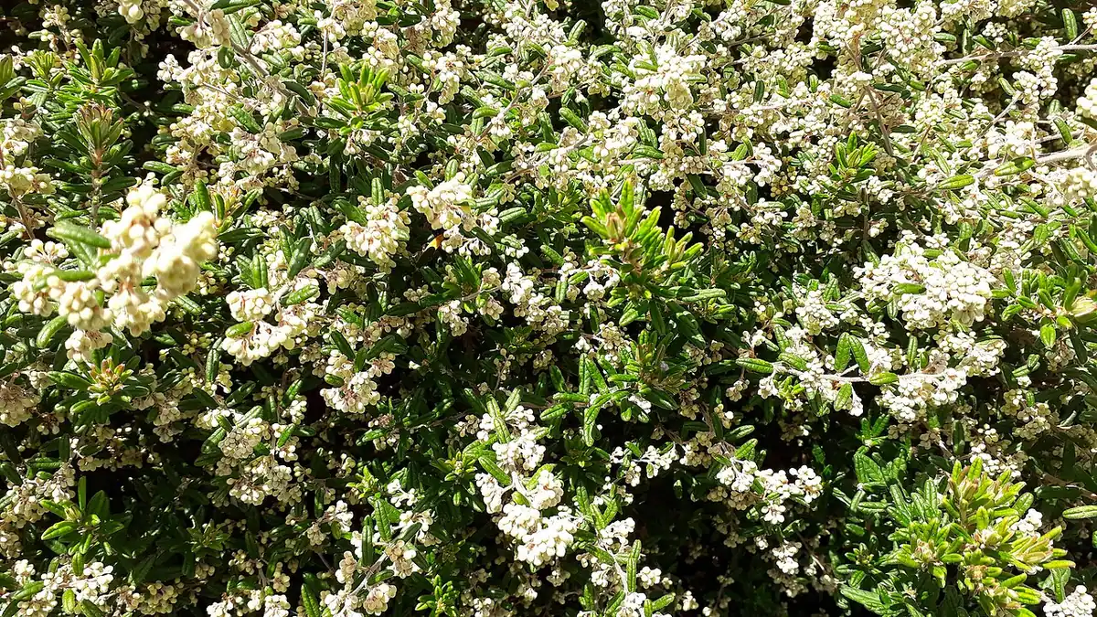 Tainui (Pomaderris phylicifolia)