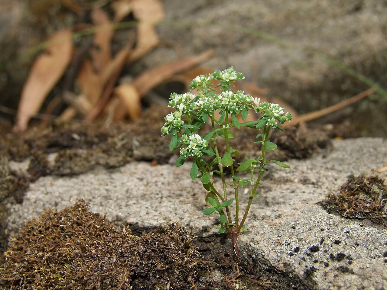 Poranthera microphylla (Poranthera microphylla)