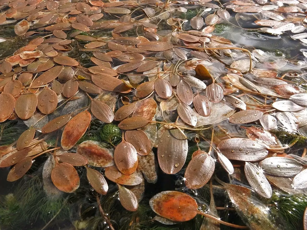 Red Pondweed