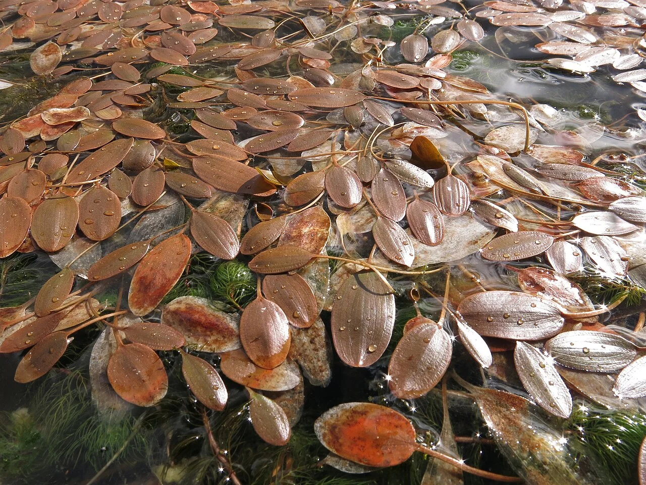 Red Pondweed (Potamogeton cheesemanii) hero image