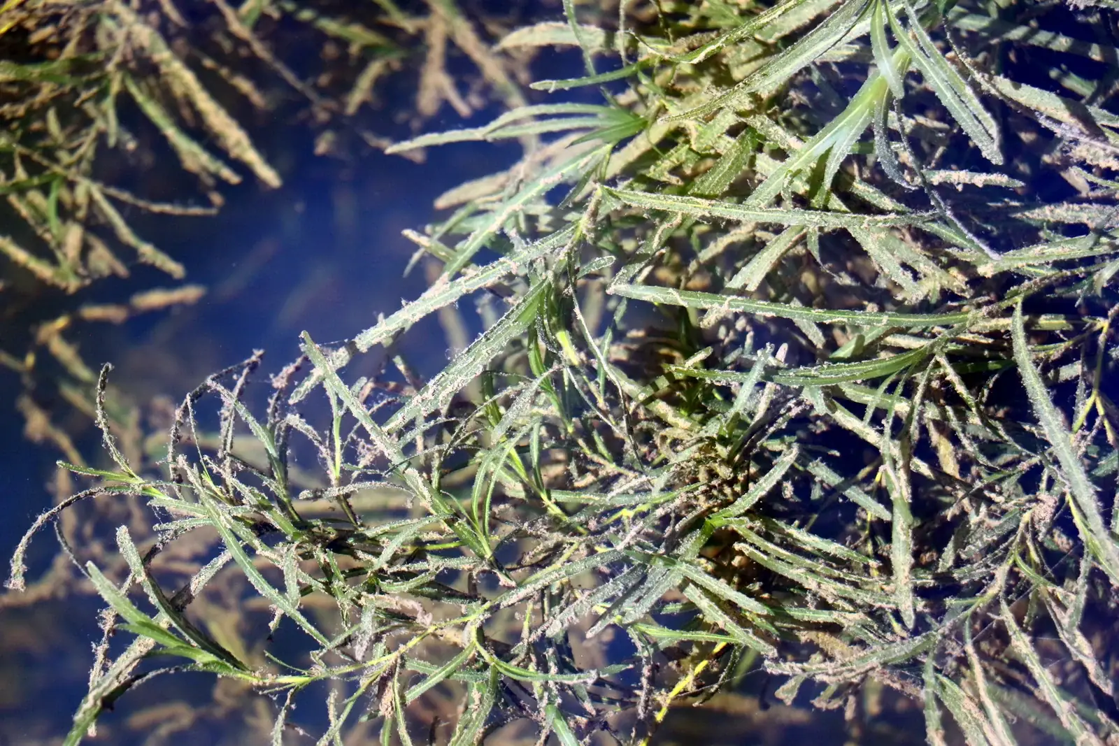 Potamogeton Ochreatus Native Plant (Potamogeton ochreatus)