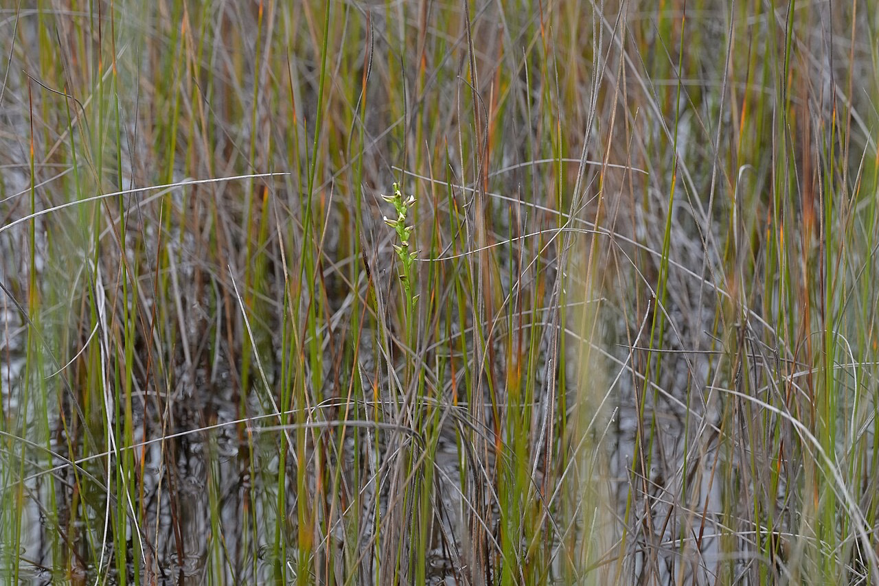Prasophyllum hectorii (Prasophyllum hectorii)