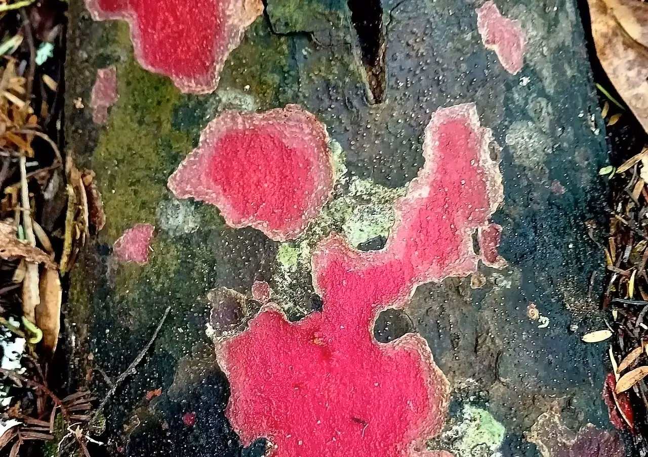 Prumnopitys Taxifolia