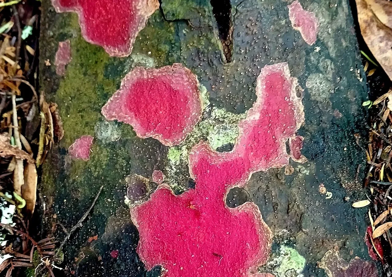 Matai