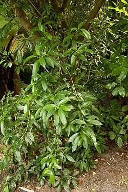 Pseudopanax arboreus (Five-finger)