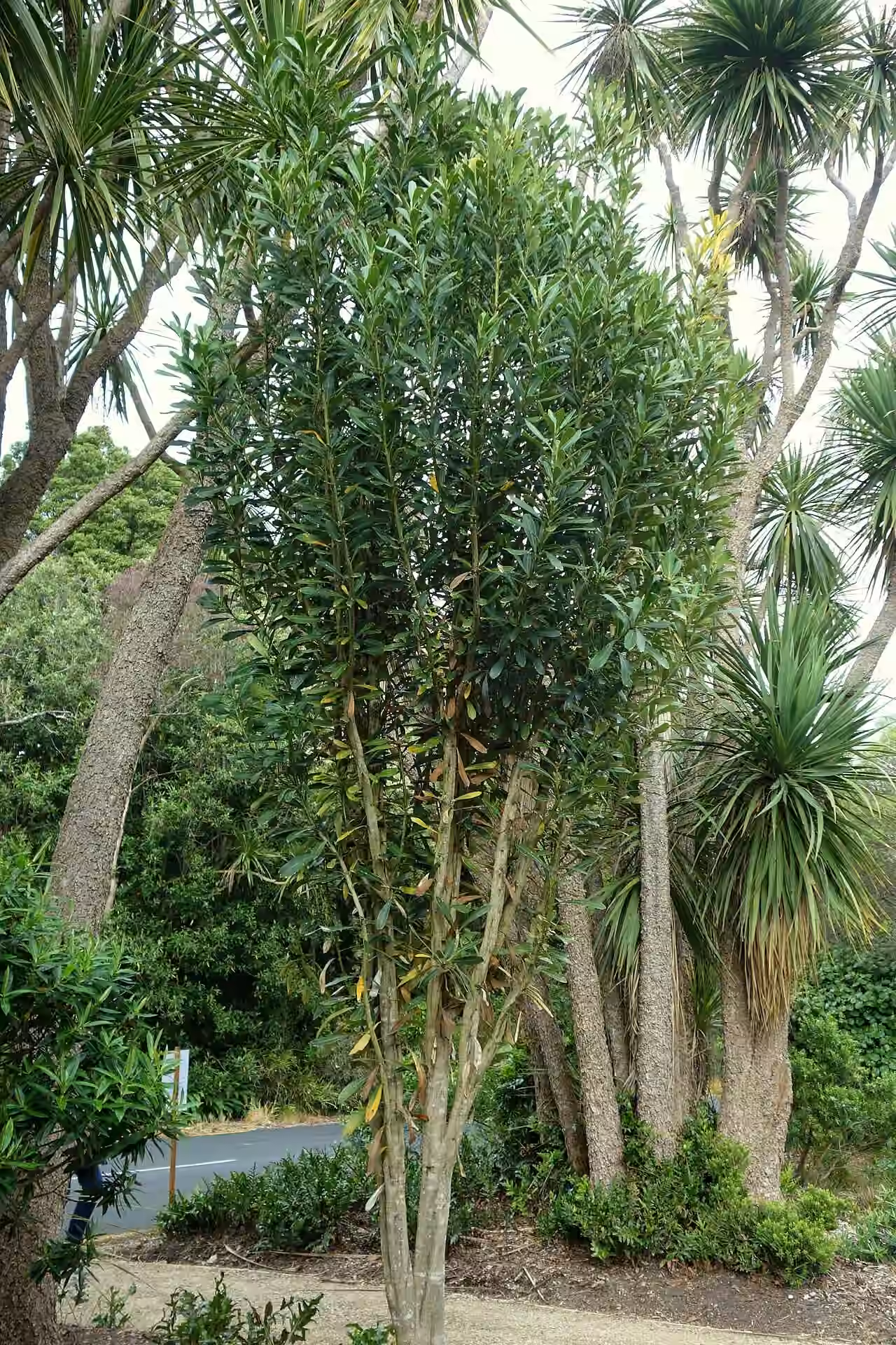 Pseudopanax chathamicus (Pseudopanax chathamicus)