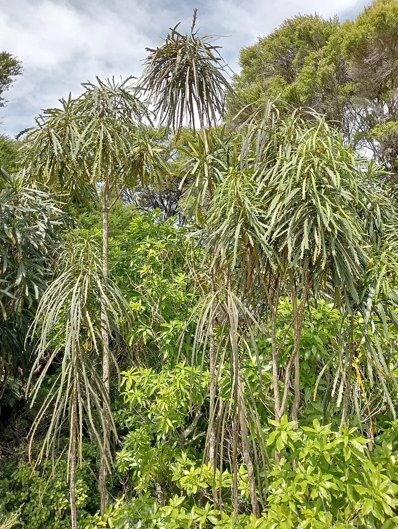 Pseudopanax crassifolius (Lancewood)
