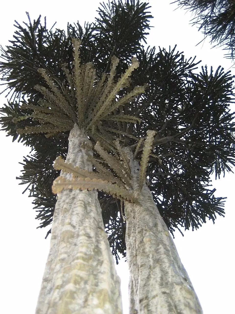 Fierce Lancewood (Pseudopanax ferox)