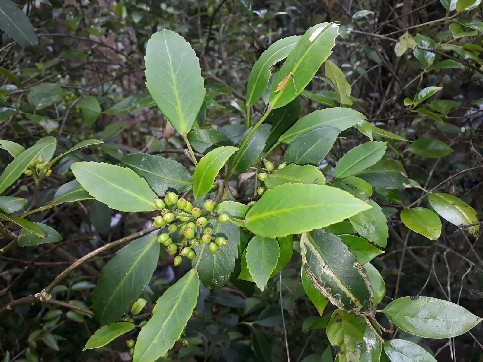 Pseudopanax Gilliesii Native Plant (Pseudopanax gilliesii)