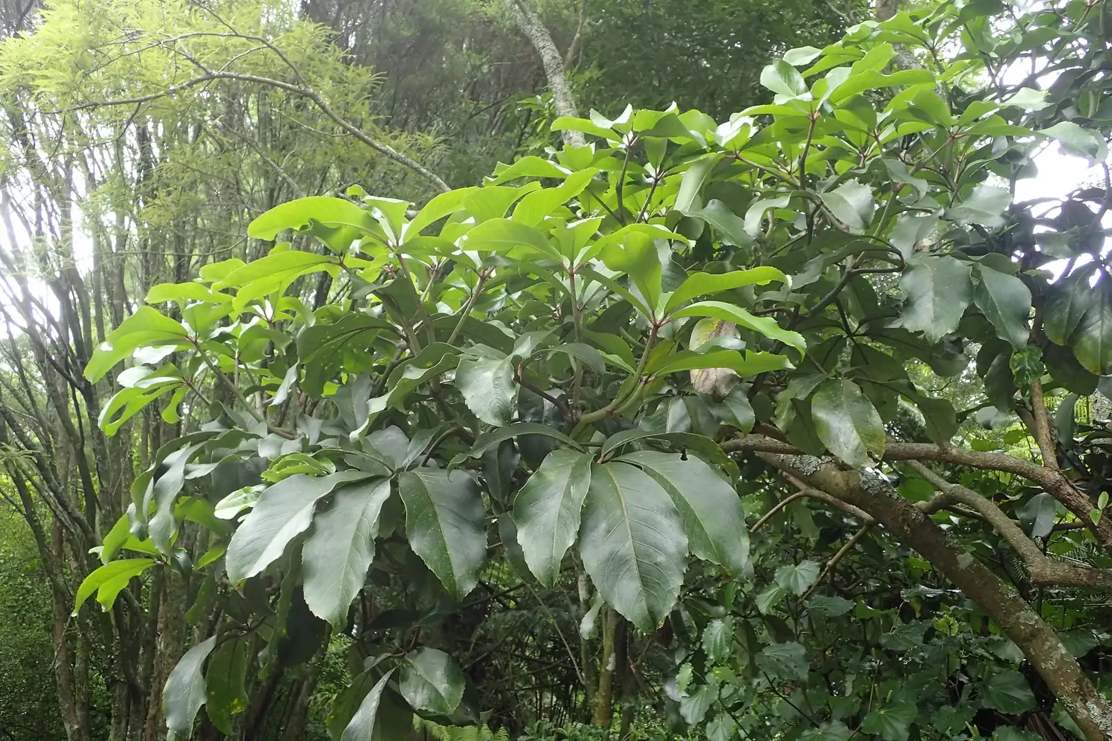 Pseudopanax Laetus Native Plant (Pseudopanax laetus)