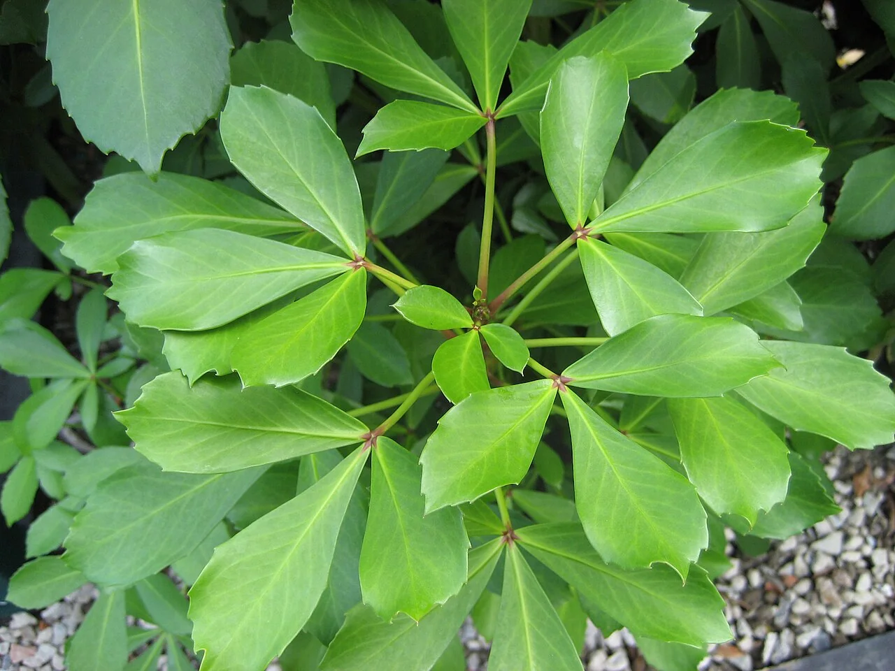 Houpara (Pseudopanax lessonii) hero image